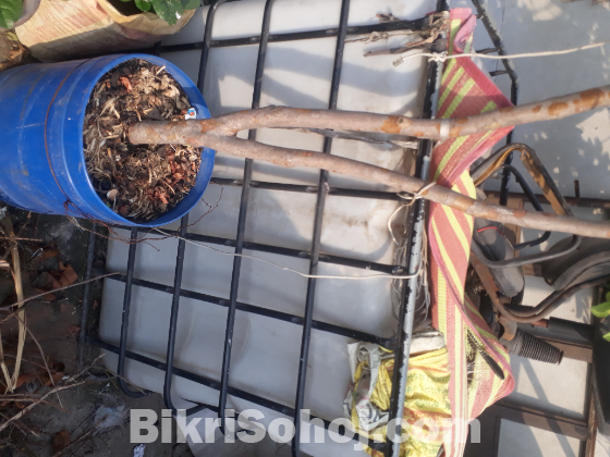 পানির ট্যাংকি